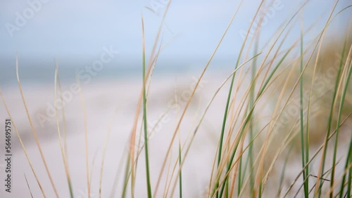Gras auf den Dünen wehen im Wind. photo