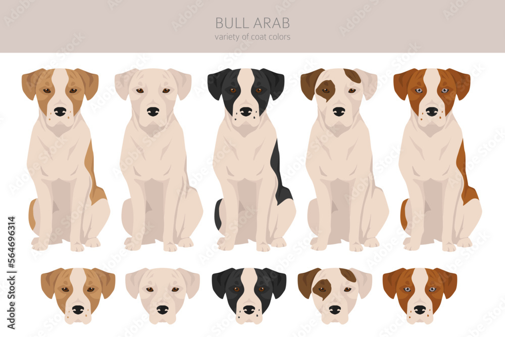 Do Bull Arab Dogs Make Good Pets