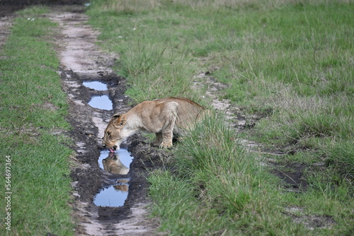 Leona bebiendo en el Maasai Mara, Kenia