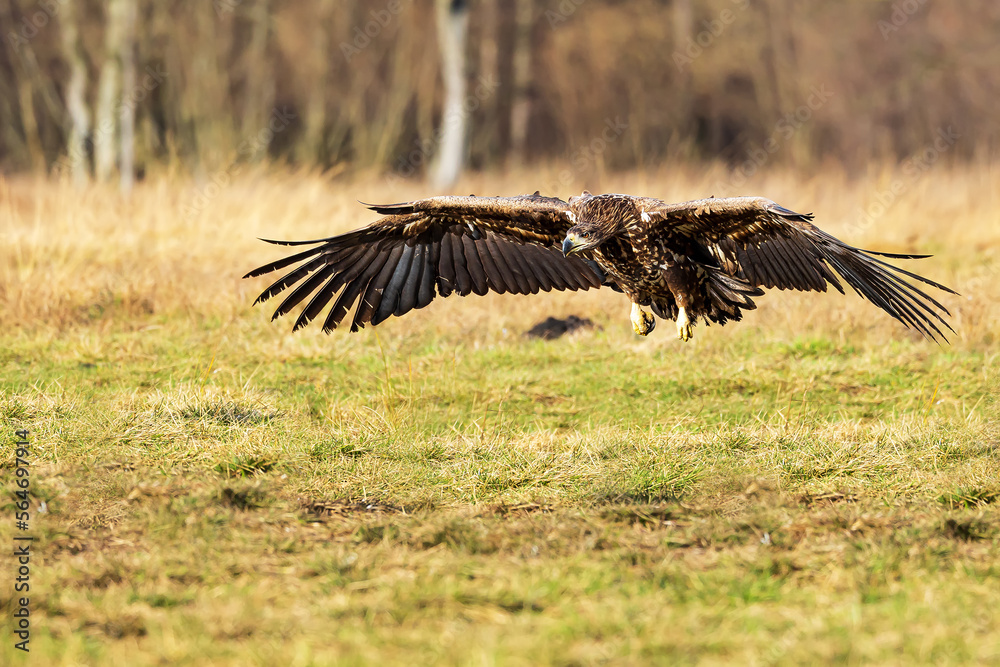 Fototapeta premium White-tailed eagle (Haliaeetus albicilla) lands