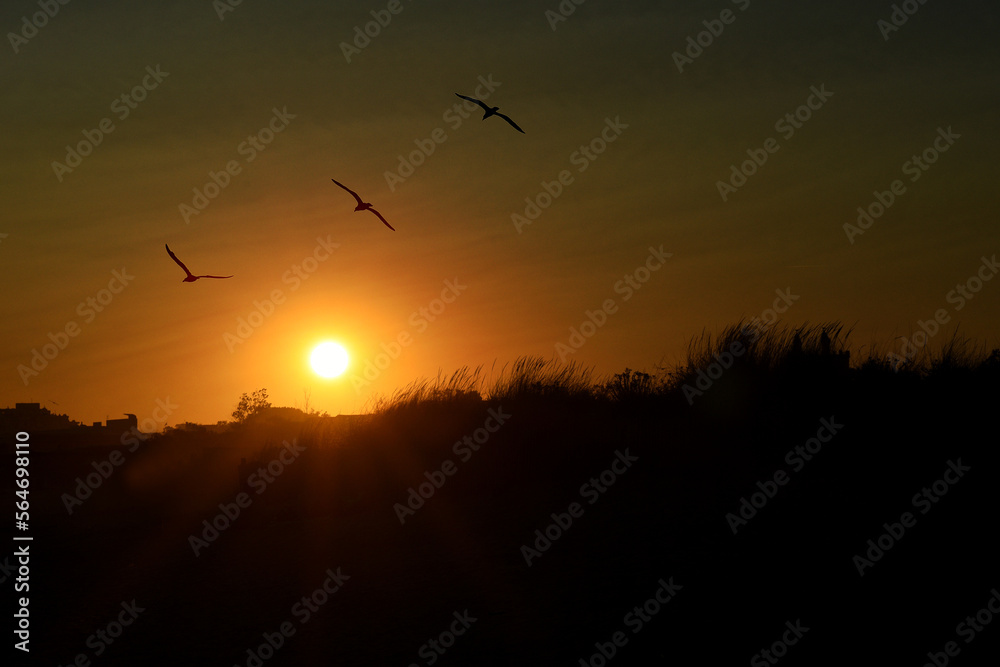 sunset with 3 birds against the light sunset with 3 birds against the light