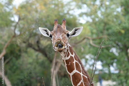close up portrait of giraffe in nature park
