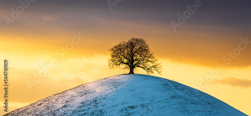 lonely tree on a hill  sunset
