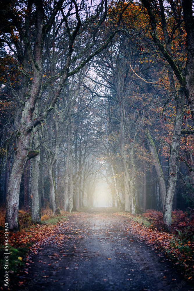 Jesień i mglisty poranek w lesie. 