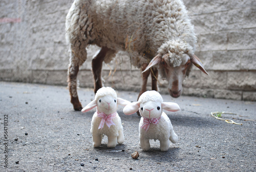 Sheep Flock