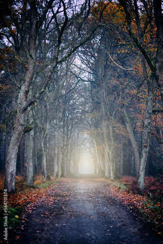 Jesień i mglisty poranek w lesie. 