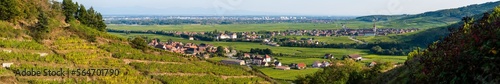 Les vignes alsaciennes depuis les coteaux de la vallée de Kaysersberg, CEA, Alsace, Grand Est, France