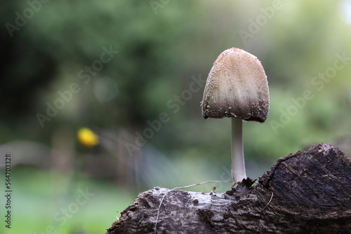 coprinus saccharinus,  a fine fungus that grows on dead wood