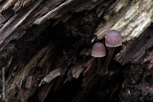 mycena meliigena,  a very fine fungus that grows on dead wood photo