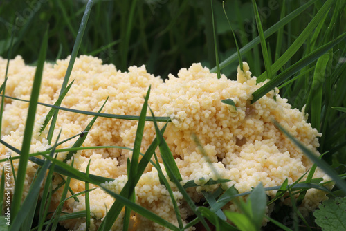 Close-up of scrambled egg slime (Fuligo septica) mushroom growing on grass