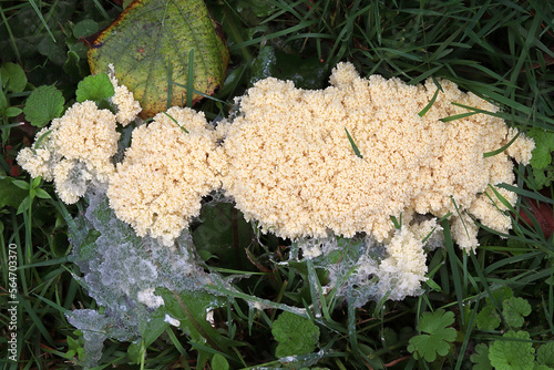 Scrambled egg slime (Fuligo septica) mushroom growing on grass