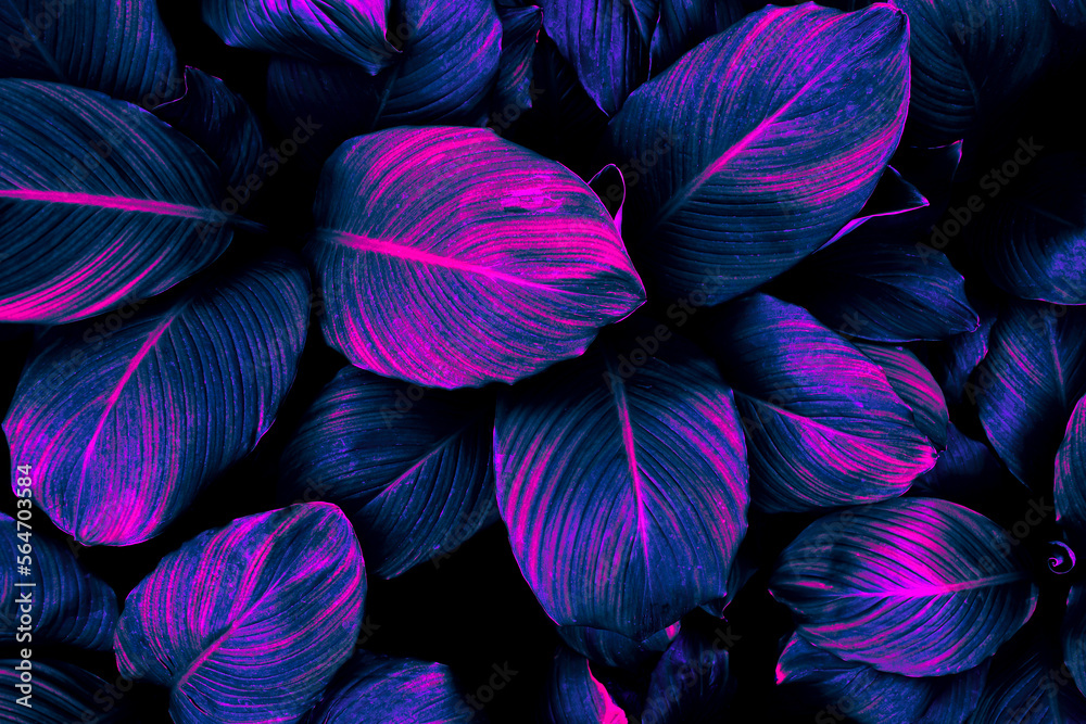 tropical leaf background, blue and purple neon glow toned.