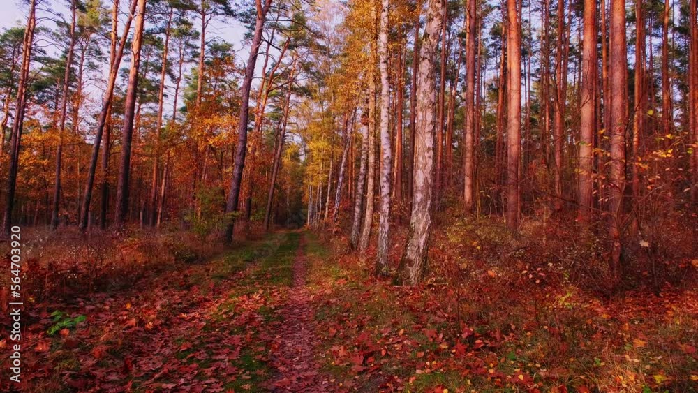 Virtual forest walk. POV shot on a gimbal. Sunny day, early autumn stroll. Natural background with sun rays shining through trees. 4K resolution Virtual forest walk. POV shot on a gimbal. Sunny day, early autumn stroll. Natural background with sun rays shining through trees. 4K resolution