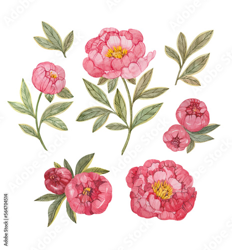 Wallpaper Mural Set of botanical illustrations with stylized pink peonies and leaves drawn in watercolor by hand and isolated on a white background. Torontodigital.ca