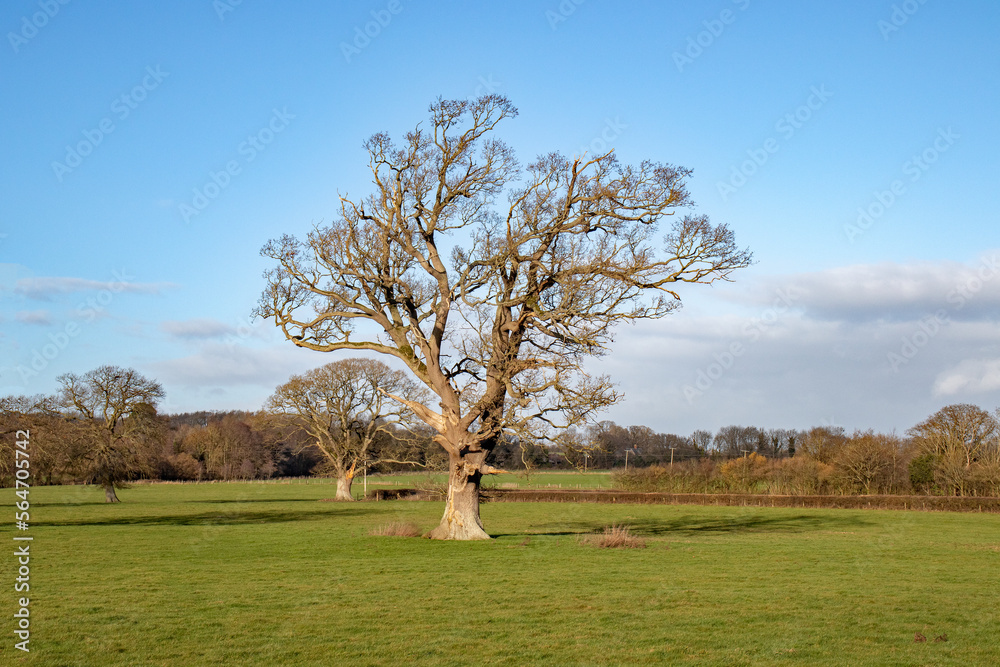 Oak trees in the Springtime. Oak trees in the Springtime.