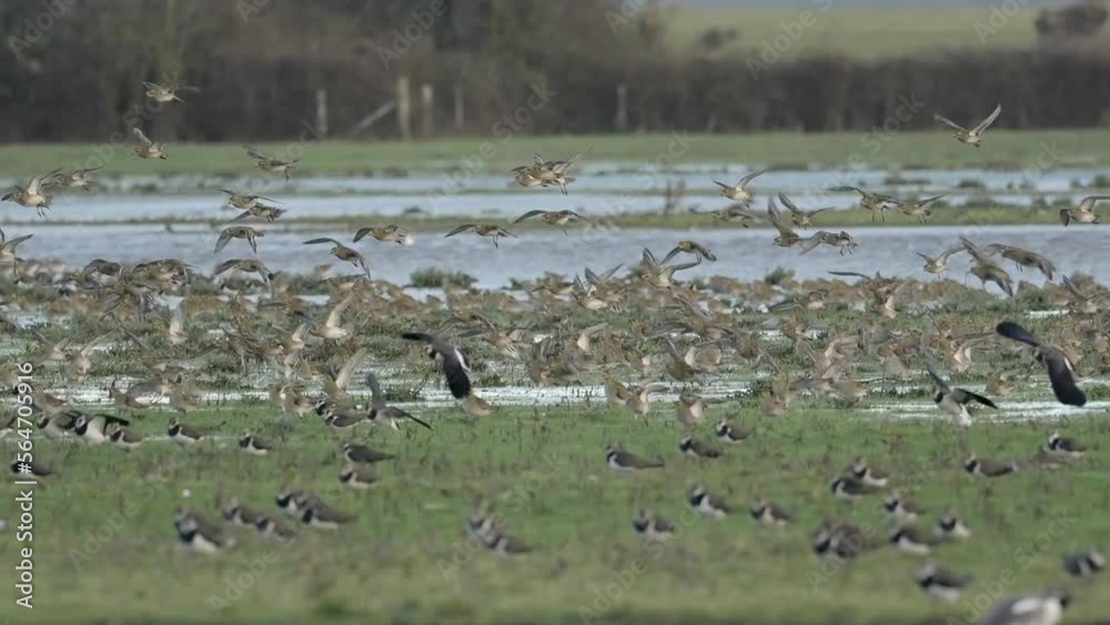 locks of waders greenshanks northern lapwing circling and landing in the wetlands
locks of waders greenshanks northern lapwing circling and landing in the wetlands