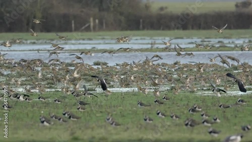 locks of waders greenshanks northern lapwing circling and landing in the wetlands 
