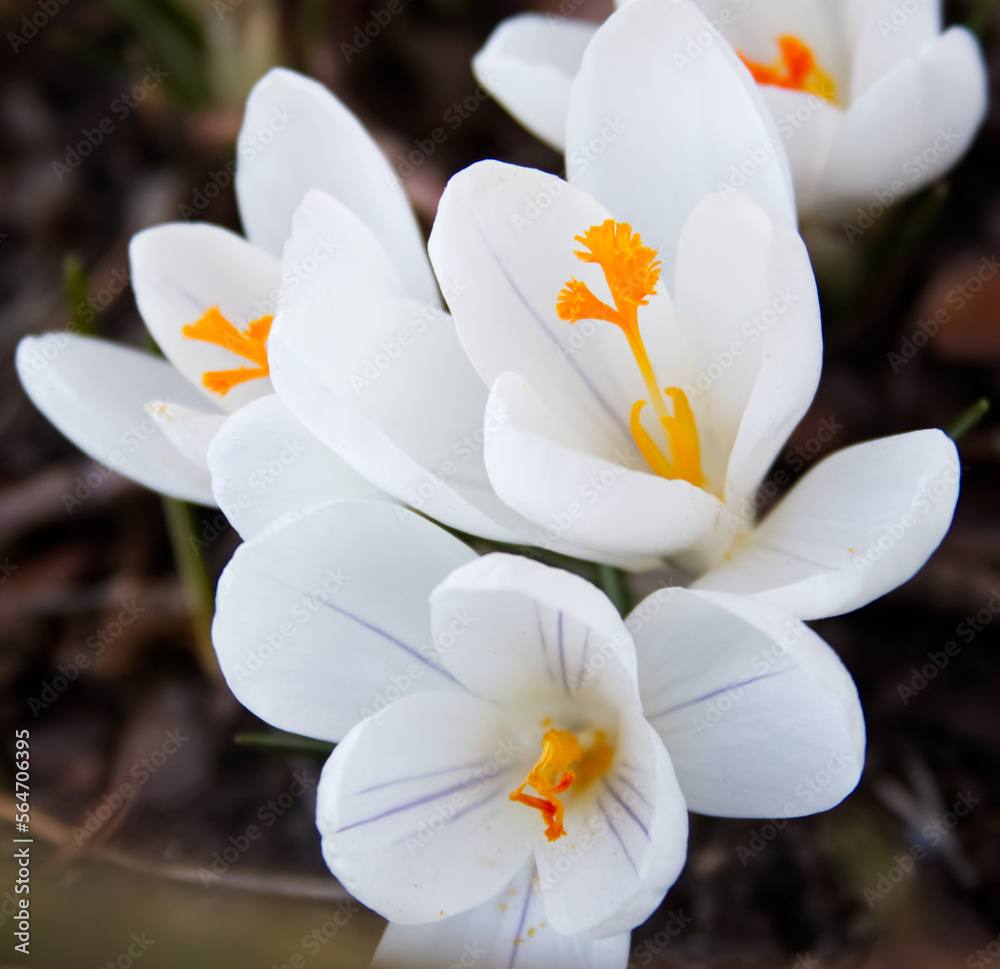 Fototapeta premium Tender white crocuses on a spring lawn outside close-up