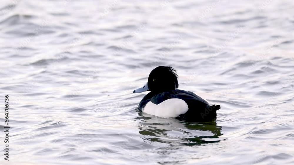Tufted duck Aythya fuligula swimming in circles on a lake
Tufted duck Aythya fuligula swimming in circles on a lake