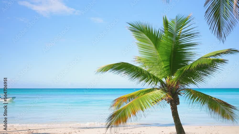 A small palm tree on a tropical beach in a French Polynesia atoll in the South Pacific. Blue sea waves slowly wash over the white sandy ocean coast. The concept of summer holidays and relaxation. A small palm tree on a tropical beach in a French Polynesia atoll in the South Pacific. Blue sea waves slowly wash over the white sandy ocean coast. The concept of summer holidays and relaxation.