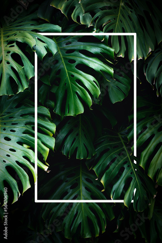  Jungle wall background. Green tropical palm leaves with monstera foliage forest.
