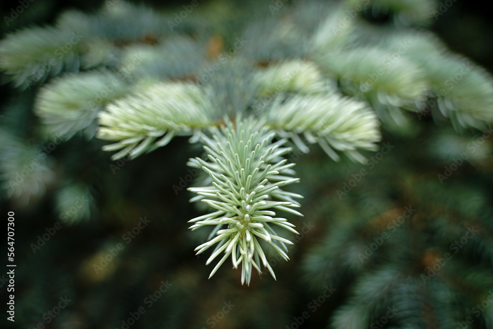 Blue spruce - Picea pungens, green spruce, landscape design. Selective focus Blue spruce - Picea pungens, green spruce, landscape design. Selective focus