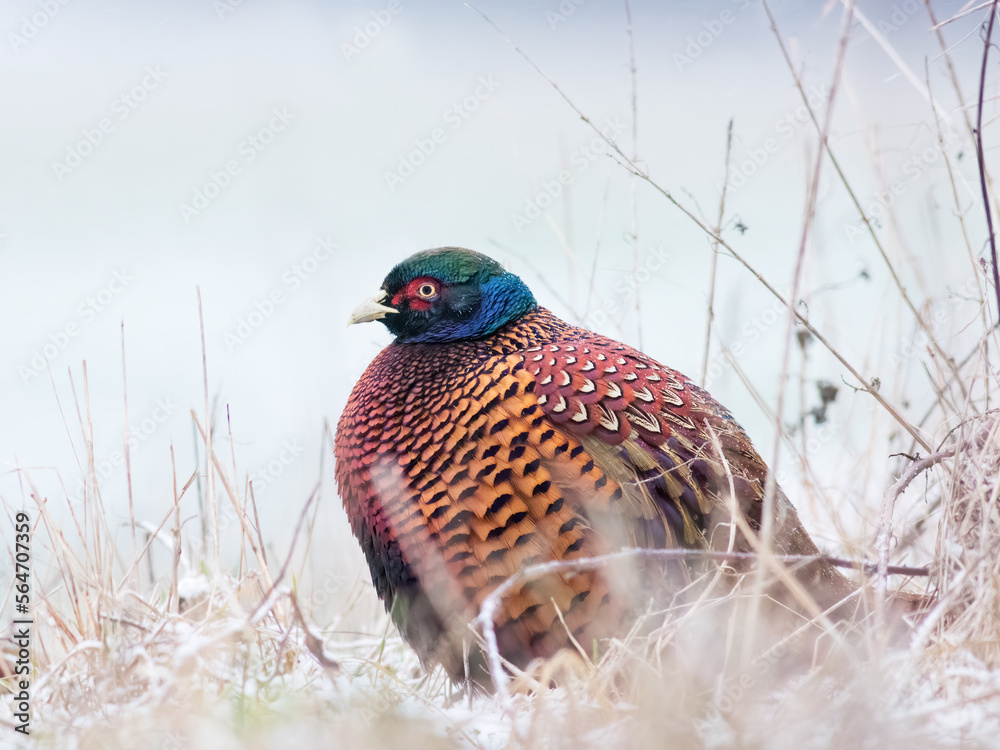Obraz premium A pheasant fluffed up because of cold weather in winter