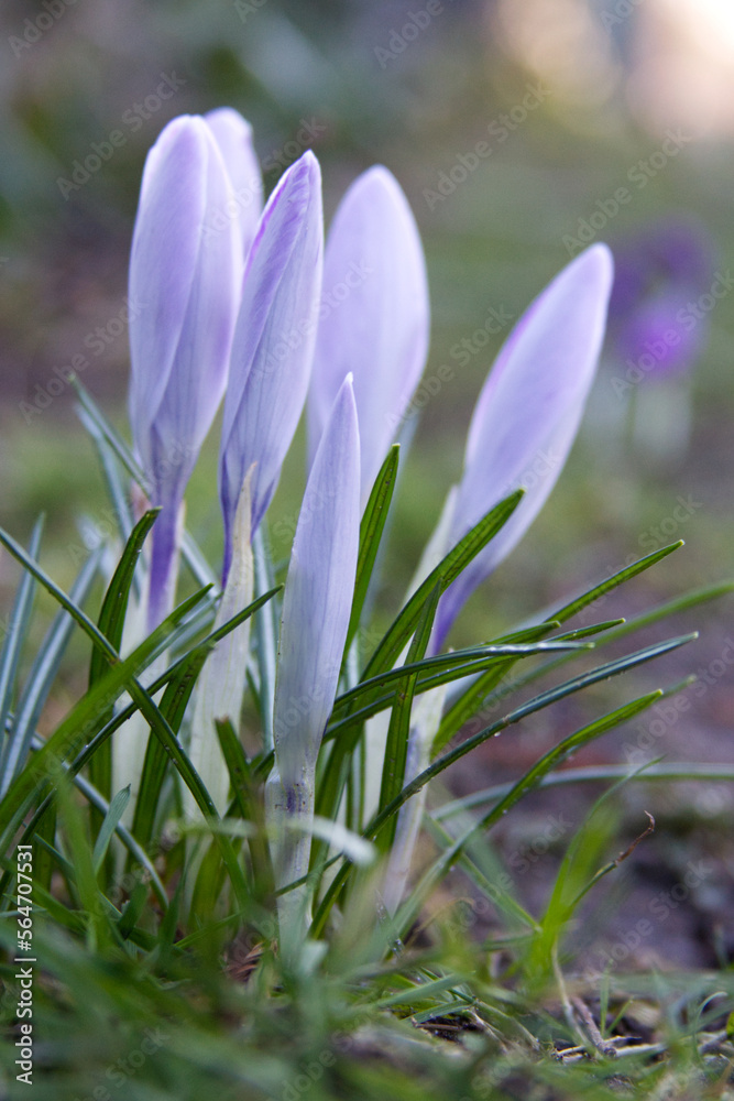 Tender crocuses on a spring lawn outside close-up Tender crocuses on a spring lawn outside close-up