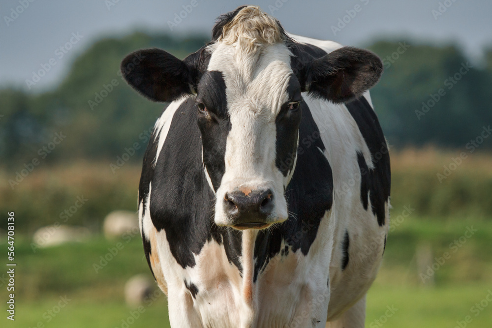 cow in a meadow cow in a meadow