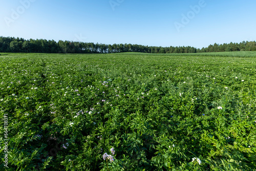 Potato field with green bushes of flowering potatoes