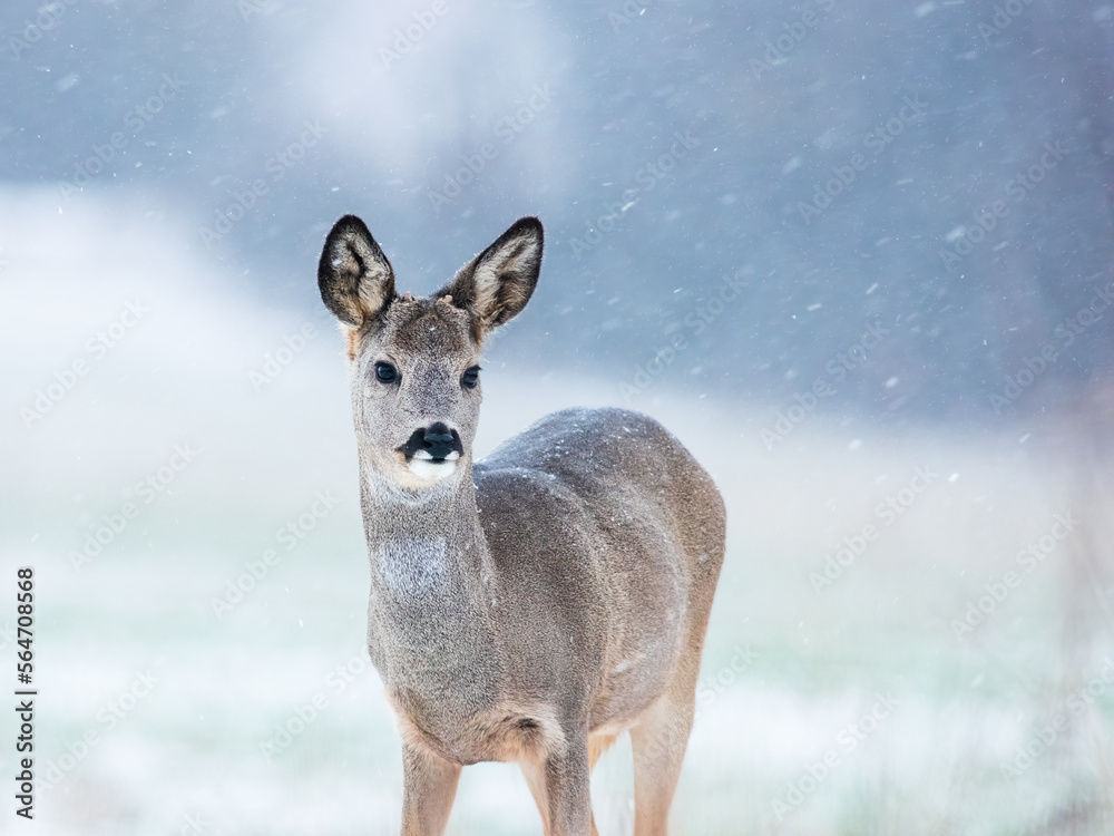 Roe deer female standing in snowy weather Roe deer female standing in snowy weather
