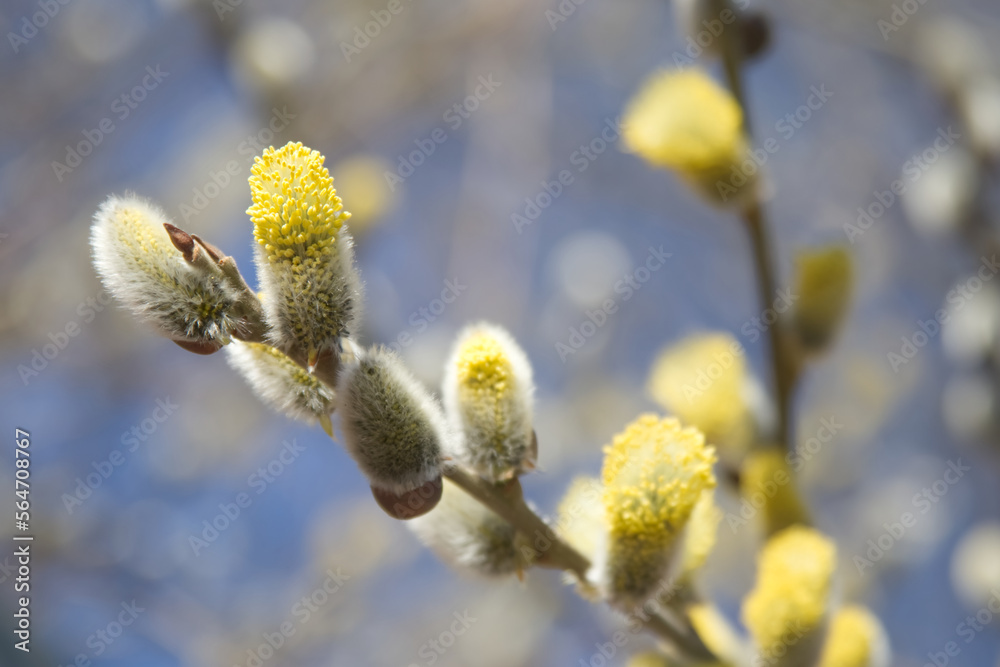 Pussy willows buds on branches in spring Pussy willows buds on branches in spring
