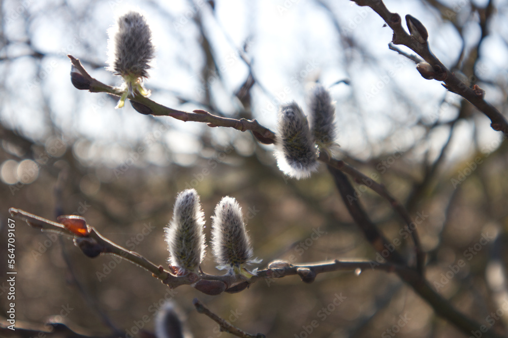 Pussy willows buds on branches in spring Pussy willows buds on branches in spring