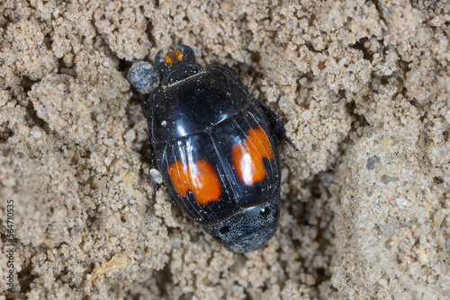 Hister beetle (Hister quadrimaculatus), imago. A predatory beetle on the soil in an agricultural field. photo