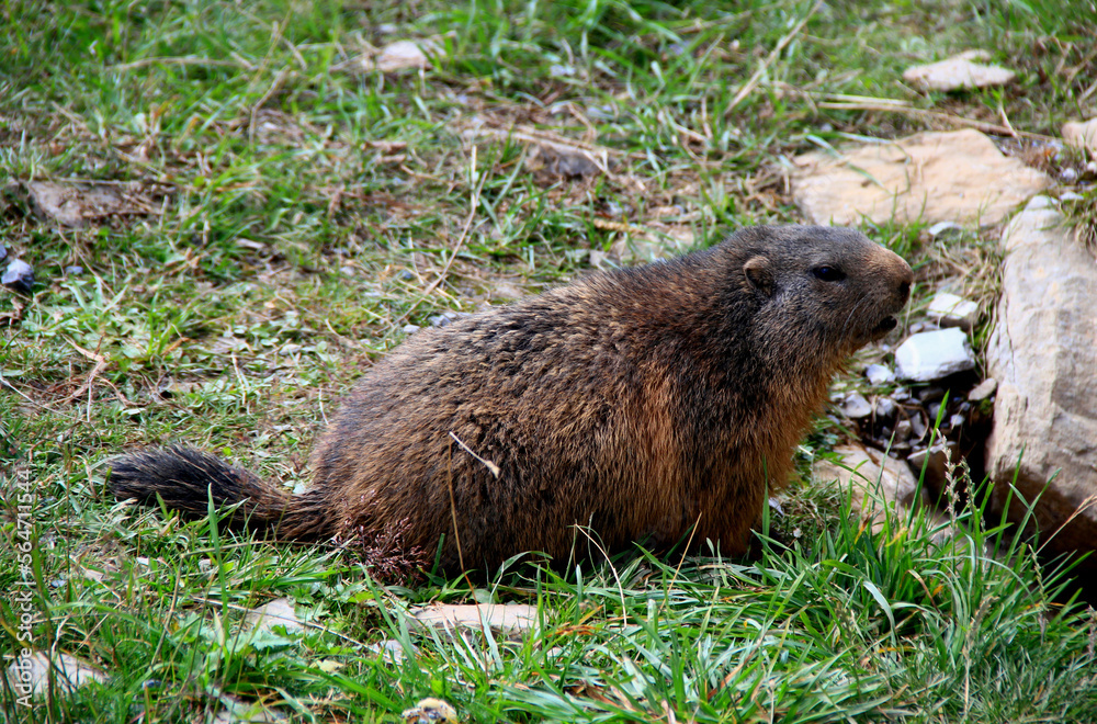 Close-up photo of a brown marmot in the mountains of Switzerland Close-up photo of a brown marmot in the mountains of Switzerland
