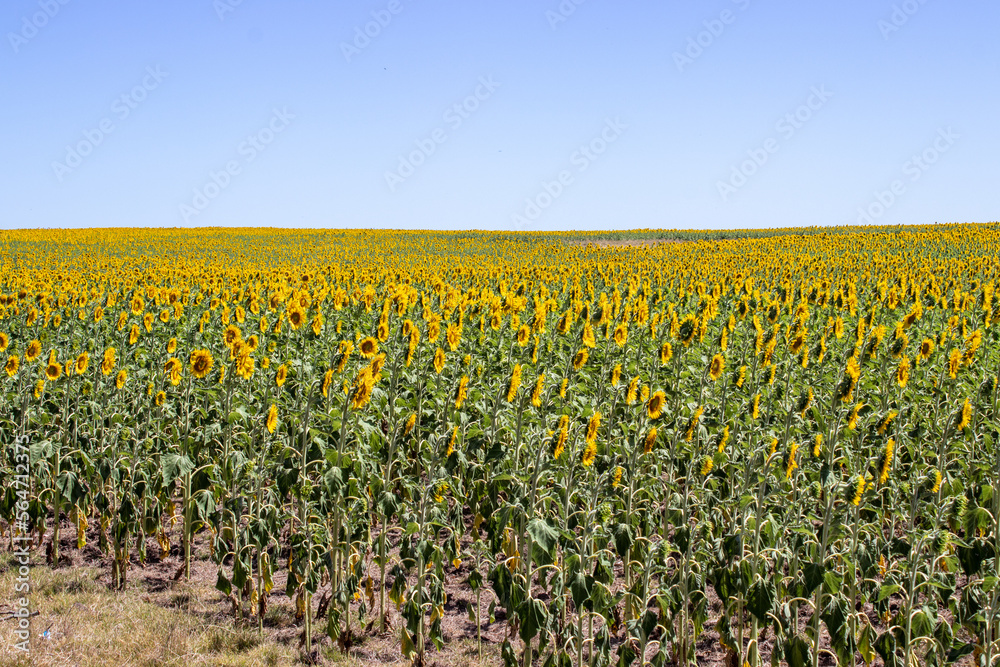 Girasoles al sol