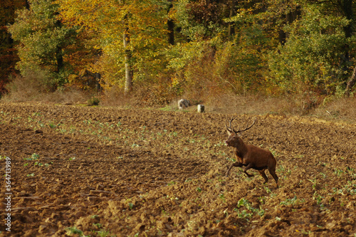 Cerf  photo