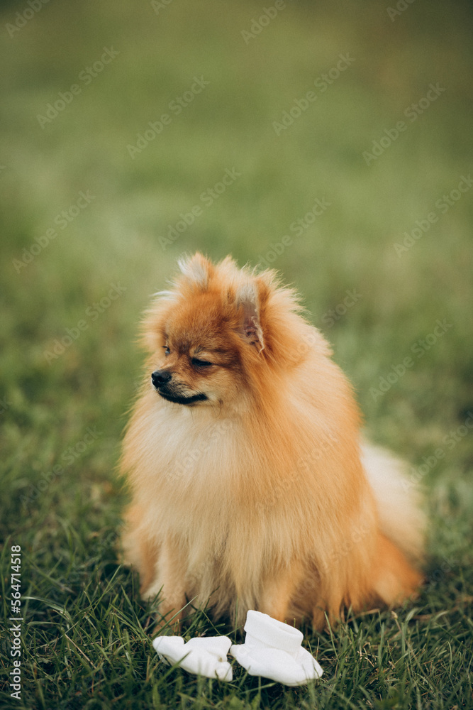 Portrait of a pomeranian spitz dog along with children's things