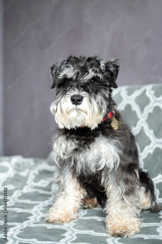 A purebred schnauzer of black and silver color with an addressee on a collar is sitting on the sofa