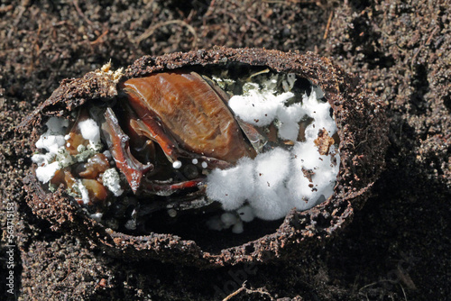 Cockchafer pupa infected by an entomopathogenic fungus Beauveria bassiana. photo