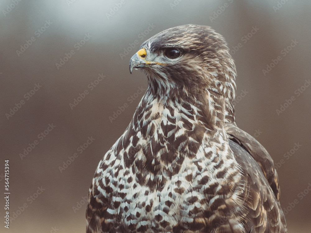Common buzzard portrait. Predator bird. Common buzzard portrait. Predator bird.