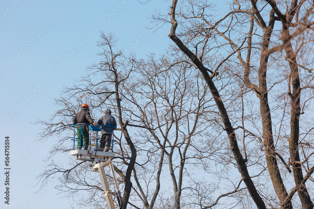tree care, street workers sawing branches on tall trees in park. municipal services are engaged in maintenance of house territory. gardeners tree care, street workers sawing branches on tall trees in park. municipal services are engaged in maintenance of house territory. gardeners