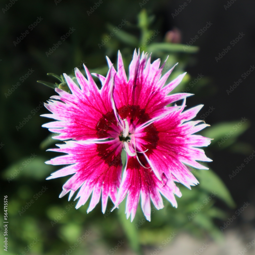Obraz premium Pink carnation chinese flower in the garden. 