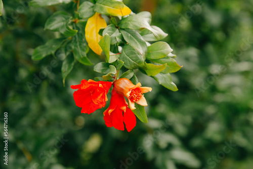 A Pomegranate plant with blossom and fruit