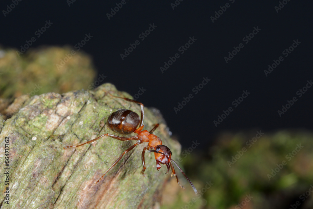 Southern Wood Ant or Horse Ant (Formica rufa) on wood in forest.
