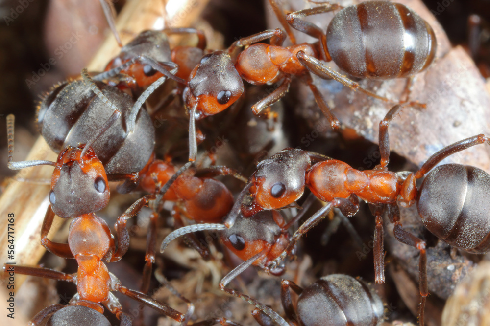 Closeup on red wood ants Formica rufa in their anthil. Closeup on red wood ants Formica rufa in their anthil.