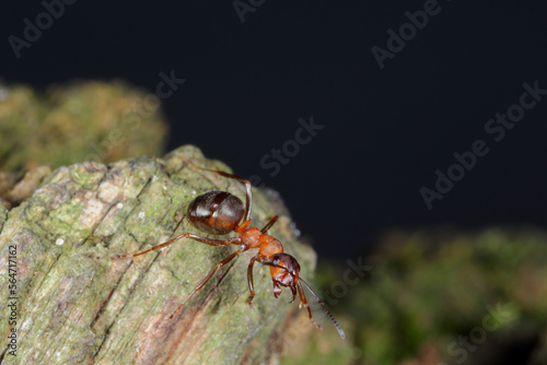 Southern Wood Ant or Horse Ant (Formica rufa) on wood in forest.