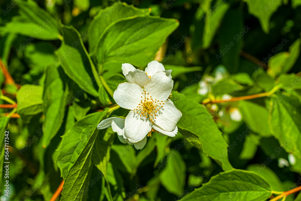 Beautiful white flower white flowers, leaves Jasmin
Beautiful white flower white flowers, leaves Jasmin