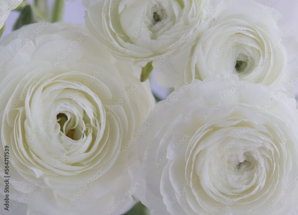 Bouquet of white tender ranunculus close-up Bouquet of white tender ranunculus close-up