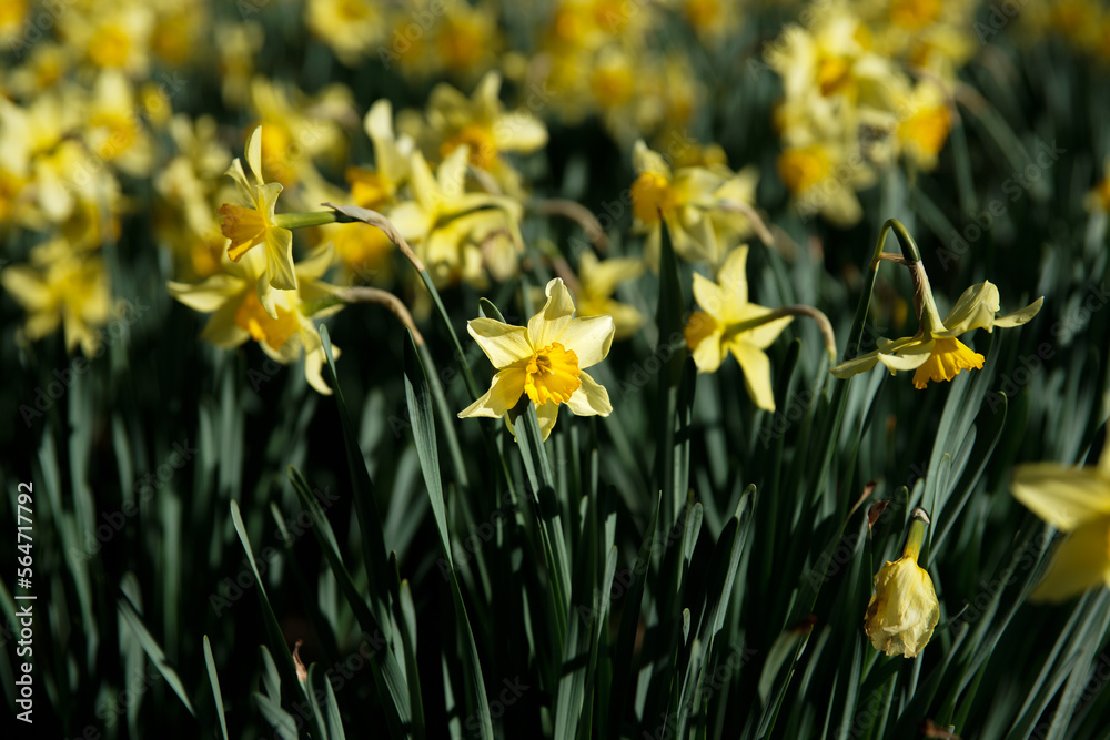 Yellow daffodil flowers in spring, the flower symbol for cancer Yellow daffodil flowers in spring, the flower symbol for cancer